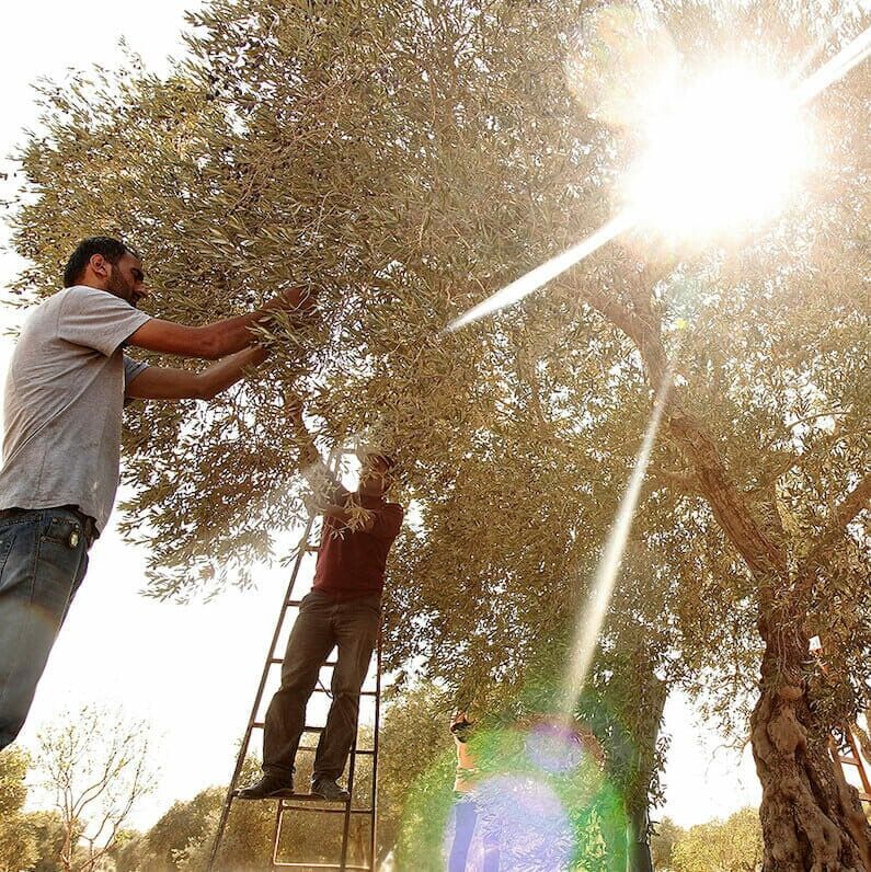 Picking olives with sunlight shining Picking olives with sunlight shining