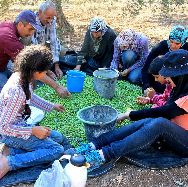 Sorting Olives Sorting Olives